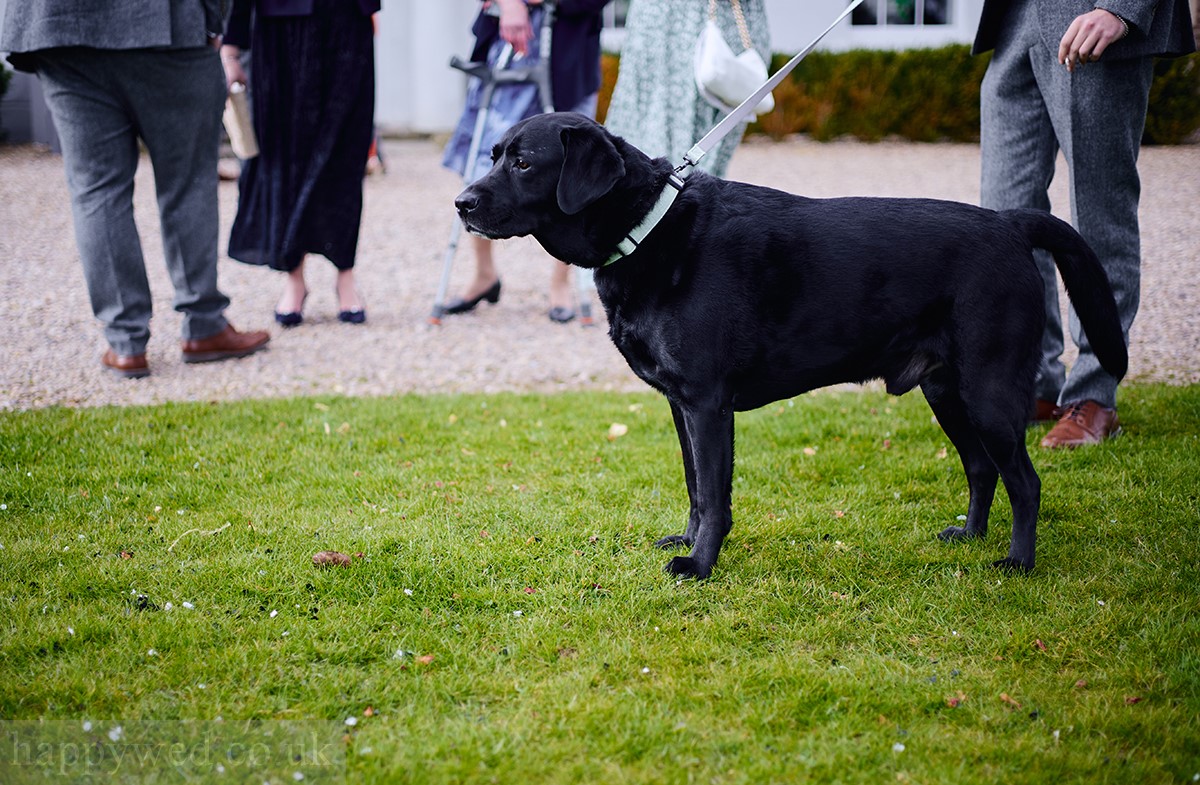 Glewstone court dog friendly venue