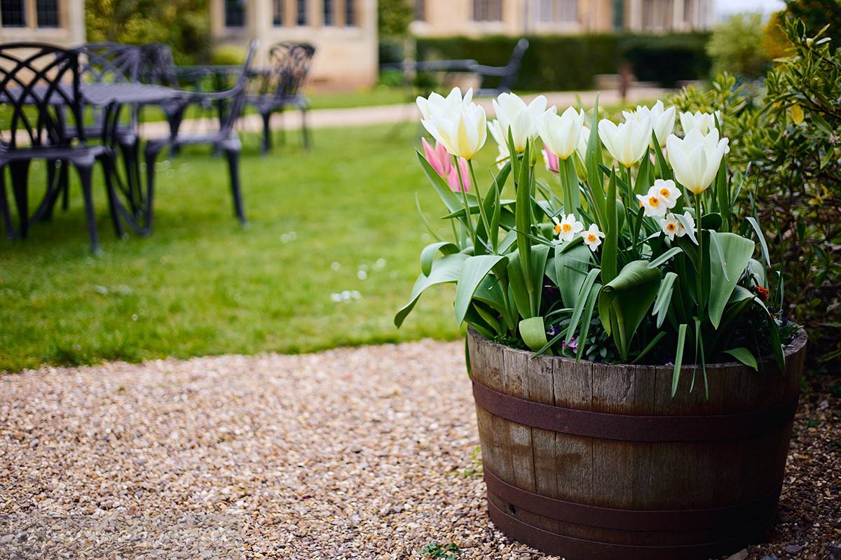 Coombe Lodge spring daffodils